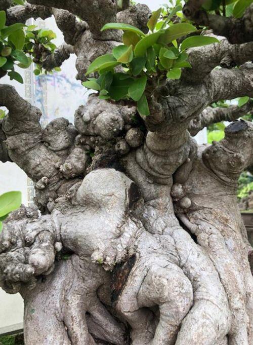 Lộ diện cây si đỏ "Nhất trụ liên chi" khiến nhiều đại gia mê mẩn