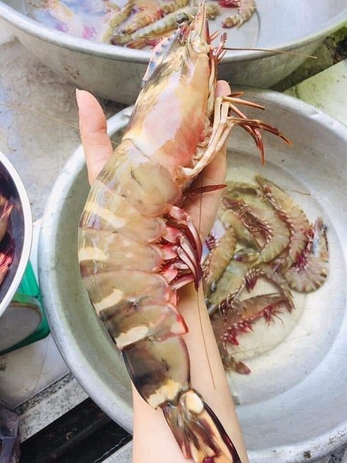 Bất ngờ loại tôm mỗi con có giá bằng cả lượng vàng, nay được rao bán "siêu rẻ”