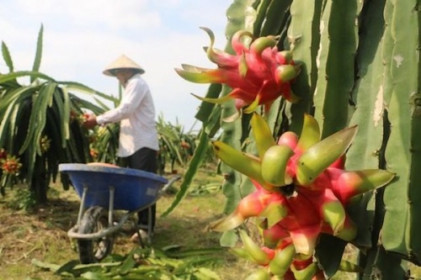 Giải pháp để nông sản Việt tiếp cận thị trường khó tính