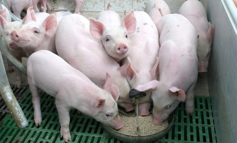 Giá lợn hơi hôm nay 27/9: Cao nhất đạt 83.000 đồng/kg