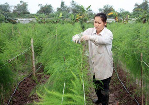 Trồng thứ "rau Hoàng đế", nhiều người Việt kiếm bạc tỷ "rung đùi" chờ tiền về