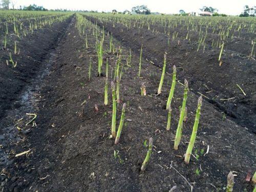 Trồng thứ "rau Hoàng đế", nhiều người Việt kiếm bạc tỷ "rung đùi" chờ tiền về