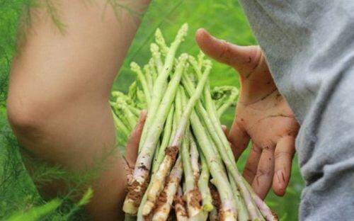 Trồng thứ "rau Hoàng đế", nhiều người Việt kiếm bạc tỷ "rung đùi" chờ tiền về