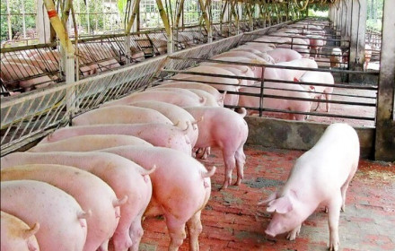 Giá lợn hơi hôm nay 29/9: Biến động từ 1.000 - 4.000 đồng/kg