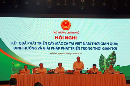 Tìm giải pháp phát triển cây Mắc ca tại Việt Nam