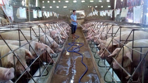 Giá lợn hơi hôm nay 2/10: Người chăn nuôi lo lắng vì giá liên tiếp giảm?