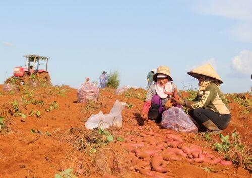 Từ phận làm thuê đến người trồng khoai lang nhiều nhất ở Đắk Nông