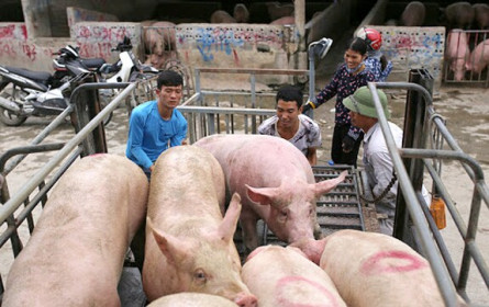 Giá lợn hơi hôm nay 4/10: Thịt lợn hơi giá 70.000 - 80.000 đồng/kg là hợp lý?