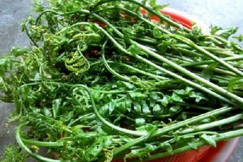 Việt Nam có 10 loại rau rừng mọc dại giá "đắt cắt cổ", có tiền chưa chắc đã mua được