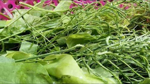 Loại rau thối bốc mùi khó chịu, từ Tây Bắc về Thủ đô giá đắt vẫn cháy hàng