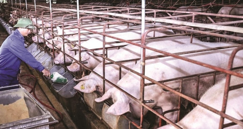 Giá lợn hơi hôm nay 5/10:  Điều chỉnh giảm nhẹ từ 1.000- 2.000 đồng/kg