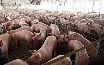 Giá lợn hơi hôm nay 7/10: Nhiều địa phương giảm 4.000 - 5.000 đồng/kg