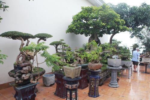 Mãn nhãn với vườn cây bonsai dáng quái giữa 'lưng chừng trời' ở Hà Nội