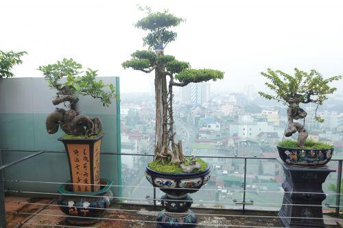 Mãn nhãn với vườn cây bonsai dáng quái giữa 'lưng chừng trời' ở Hà Nội