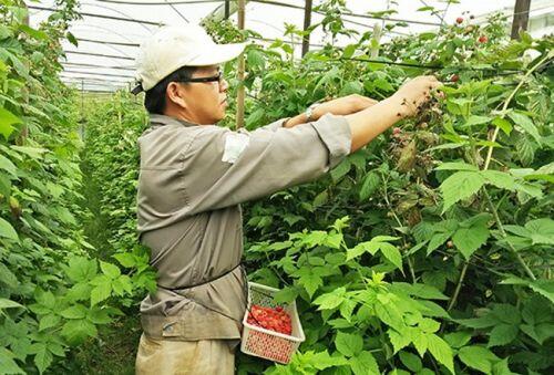 Thứ mọc dại ven đường, dân Việt mang về trồng ôm bạc tỷ