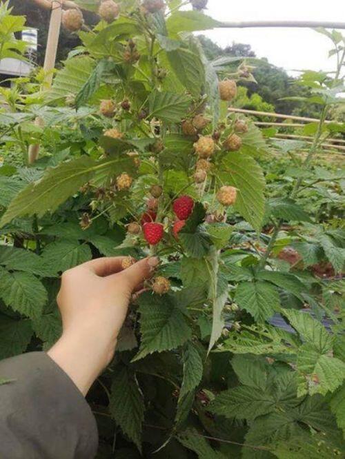 Thứ mọc dại ven đường, dân Việt mang về trồng ôm bạc tỷ