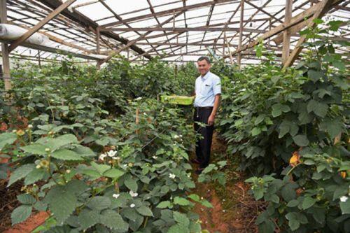 Thứ mọc dại ven đường, dân Việt mang về trồng ôm bạc tỷ