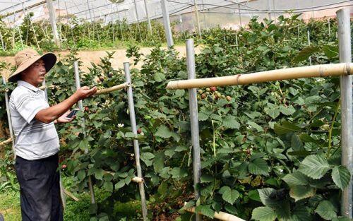 Thứ mọc dại ven đường, dân Việt mang về trồng ôm bạc tỷ