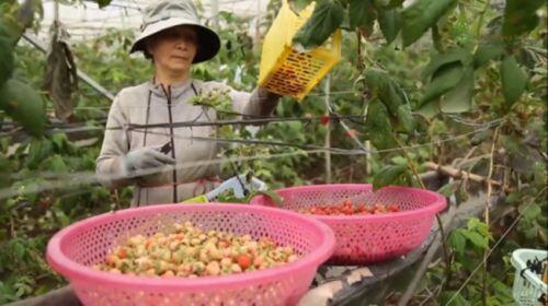Thứ mọc dại ven đường, dân Việt mang về trồng ôm bạc tỷ