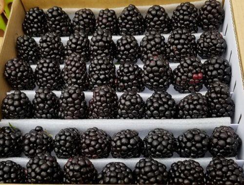 Thứ mọc dại ven đường, dân Việt mang về trồng ôm bạc tỷ
