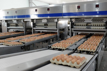 Hòa Phát (HPG) cung cấp gần 550.000 quả trứng gà sạch mỗi ngày, lớn nhất miền Bắc