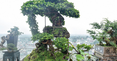 Lộ diện cây si Thạch Sanh có giá hàng tỷ đồng khiến đại gia mê mẩn