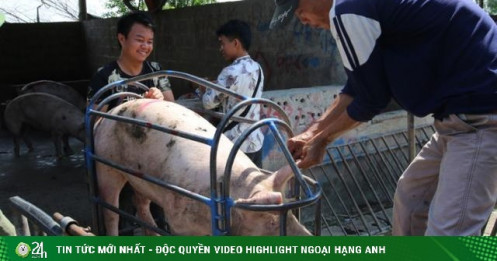 Giá lợn hơi giảm mỗi ngày, hộ chăn nuôi ngậm ngùi ôm lỗ cả triệu đồng/con lợn