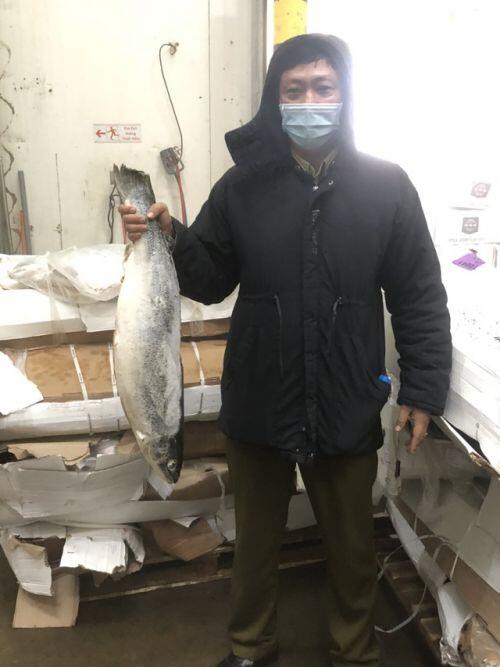 Phát hiện 2,5 tấn cá hồi hết hạn sử dụng sắp "tuồn" ra thị trường