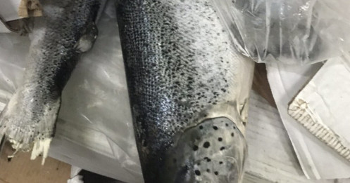 Phát hiện 2,5 tấn cá hồi hết hạn sử dụng sắp "tuồn" ra thị trường