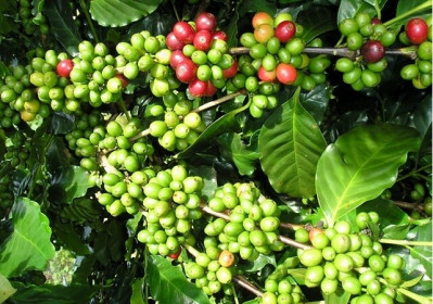 Giá cà phê hôm nay 20/10: Tiếp tục tăng 100 - 200 đồng/kg, dự báo giá có thể lên 32,5 triệu đồng/tấn