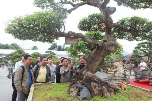 Sửng sốt với cây khế cổ dáng long đẹp nhất Việt Nam có giá 5 tỷ đồng