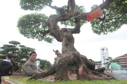 Sửng sốt với cây khế cổ dáng long đẹp nhất Việt Nam có giá 5 tỷ đồng