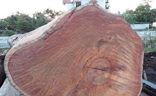 Hòn đá xấu xí, khúc gỗ mục nát bất ngờ có giá hàng chục tỷ đồng