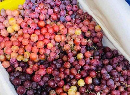 5 loại nho siêu rẻ, siêu ngọt đang "làm mưa làm gió" trên thị trường: Bật mí nguồn gốc