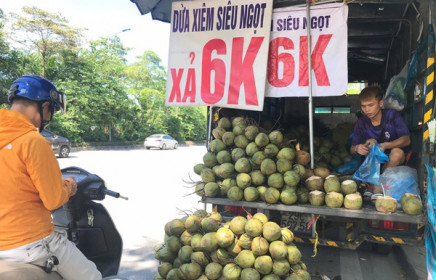 Hà Nội: Dừa xiêm bán 'giá rẻ như cho', người bán tiết lộ nguyên nhân