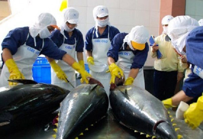 Xuất khẩu cá ngừ sang Ý đạt mức tăng hiếm có trong lịch sử: gần 8.600%