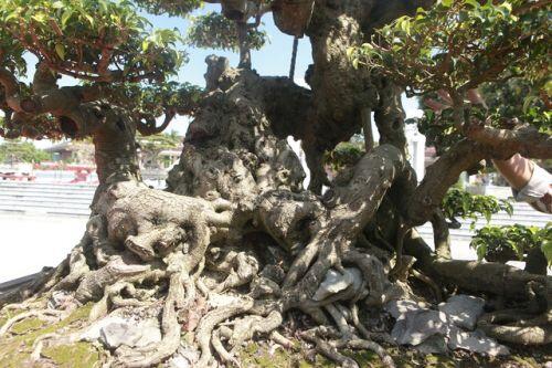 'Siêu cây' của nông dân Thái Bình được trả 10 tỷ đồng vẫn lắc đầu không bán
