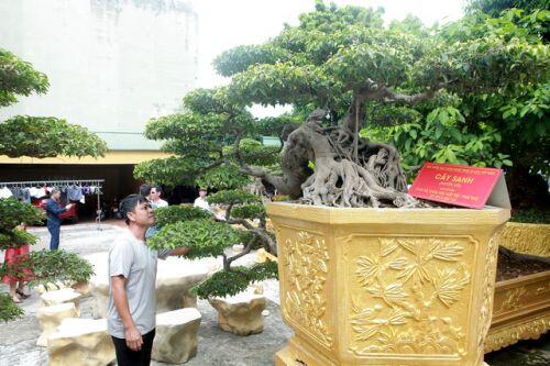 Chiêm ngưỡng cặp sanh cổ “mọc ngược” giá 10 tỷ đồng của nữ đại gia Phú Thọ