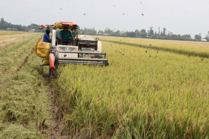 Giá lúa gạo hôm nay ngày 6/11: Giá lúa ổn định, thị trường tiêu thụ tốt