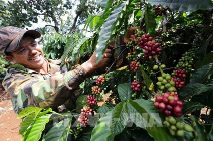 Giá cà phê nhân xô tại các tỉnh Tây nguyên tăng thêm 100-200 đồng