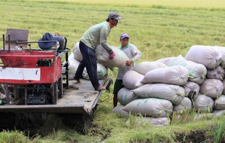 Giá lúa gạo hôm nay ngày 10/11: Nguồn cung ít, thị trường sôi động hơn