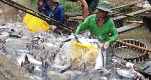 Cá tra Việt Nam chiếm ưu thế tại thị trường Trung Quốc