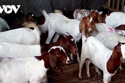 Giá dê và cừu tại Ninh Thuận, Bình Thuận liên tục tăng cao