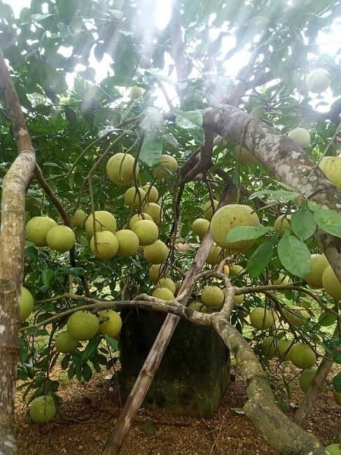 Thực hư đặc sản bưởi Đoan Hùng chỉ 2.000 đồng/quả rao bán đầy chợ