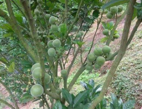 Lạ lùng quả không thịt, vừa đắng vừa cay, giá tiền triệu/kg vẫn "hút khách”