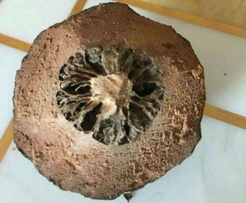Lạ lùng quả không thịt, vừa đắng vừa cay, giá tiền triệu/kg vẫn "hút khách”