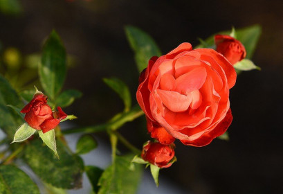 Mãn nhãn vườn hoa hồng bạc tỷ của đại gia Việt