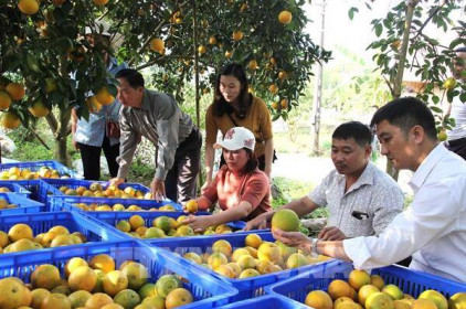 Cam lòng vàng Hà Giang được tiêu thụ mạnh ở chuỗi siêu thị VinMart