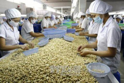 Chế biến, xuất khẩu điều Việt Nam nỗ lực giữ vững ngôi đầu thế giới