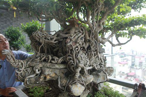 Sanh cổ 'Tứ linh hội tụ' vô giá của đại gia Hà Nội